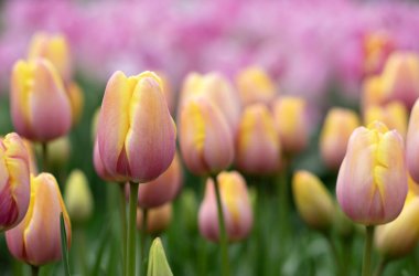 İlkbaharda açan laleler Renkli arka planda