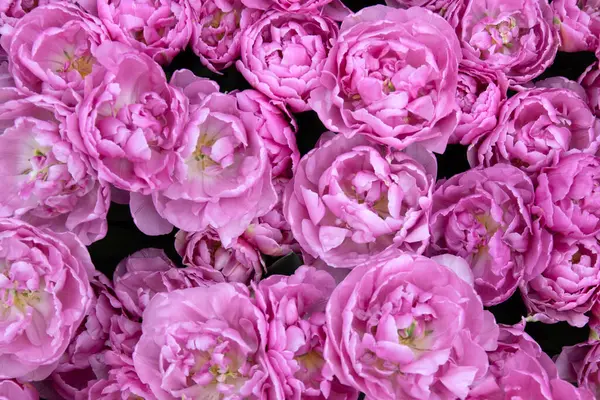 İlkbaharda açan laleler Renkli arka planda