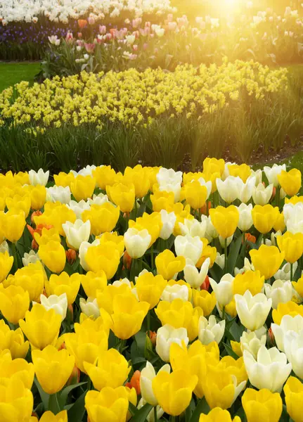 Bahar bahçesinde açan laleler güneşli arka planda.