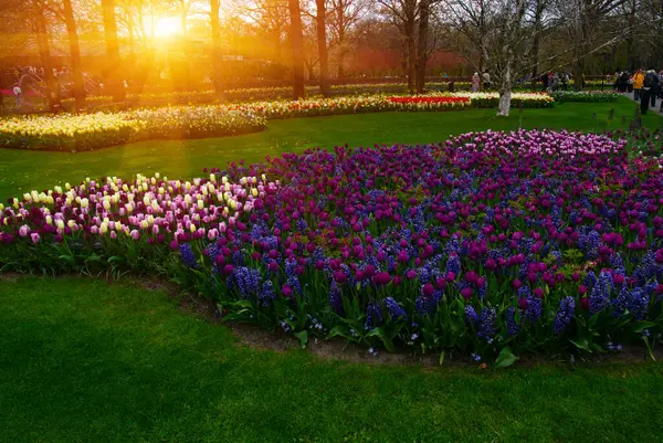 İlkbaharda parkta çiçekler