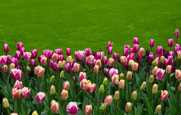 Hollanda 'da parkta güzel bahar çiçekleri