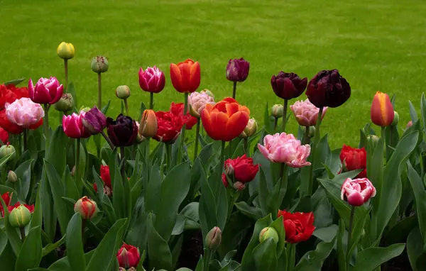 Hollanda 'da parkta güzel bahar çiçekleri