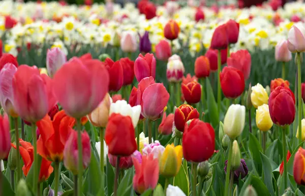 İlkbaharda açan laleler Renkli arka planda