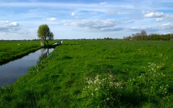Yeşil çayır ve kanal manzarası Hollanda 'da berrak su ile