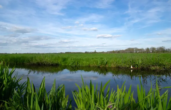 Yeşil çayır ve kanal manzarası Hollanda 'da berrak su ile