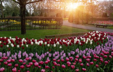 Yeşil çimenler, ağaçlar ve güneş ışığında açan çiçeklerle dolu bahar çiçeği parkı.
