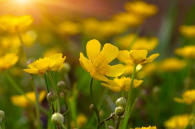 Baharda sarı çiçekler doğada ve güneş ışığı altında