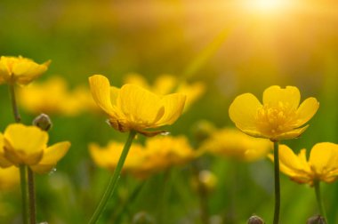 Baharda sarı çiçekler doğada ve güneş ışığı altında