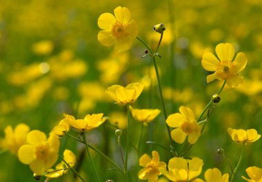 Vahşi sarı çiçek güneş ışığında tarlada.