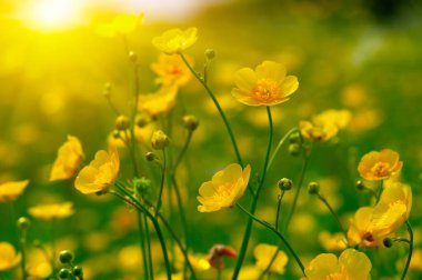 Baharda sarı çiçekler doğada ve güneş ışığı altında
