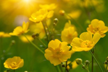 Baharda sarı çiçekler doğada ve güneş ışığı altında