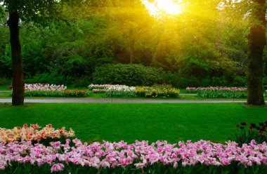 Yeşil çimenler, ağaçlar ve güneş ışığında açan çiçeklerle dolu bahar çiçeği parkı.