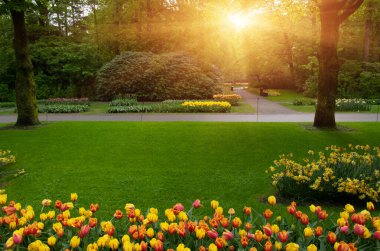 Yeşil çimenler, ağaçlar ve güneş ışığında açan çiçeklerle dolu bahar çiçeği parkı.