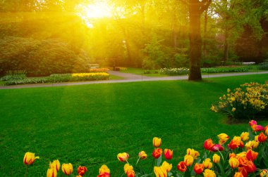 Yeşil çimenler, ağaçlar ve güneş ışığında açan çiçeklerle dolu bahar çiçeği parkı.