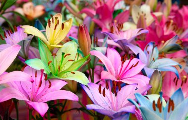 Bulanık çiçek arkaplanda renkli zambaklar