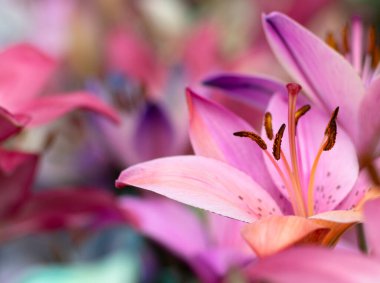 Bulanık çiçek arkaplanda renkli zambaklar