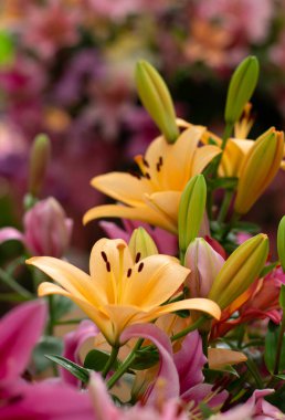 Bulanık çiçek arkaplanda renkli zambaklar