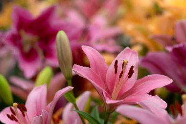 Bulanık çiçek arkaplanda renkli zambaklar