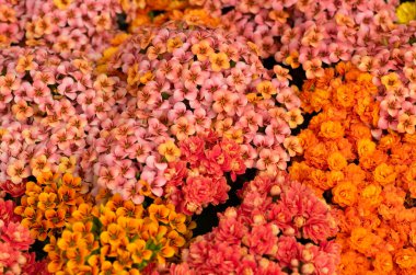 Farklı renkli çiçeklerin çiçek arkaplanı
