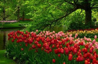 Hollanda 'da çiçek açan bir park