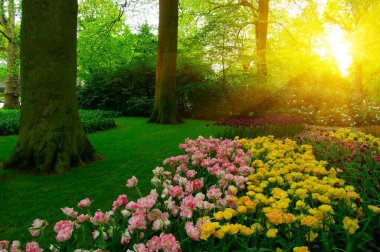 Yeşil çimenler, ağaçlar ve güneş ışığında açan çiçeklerle dolu bahar çiçeği parkı.