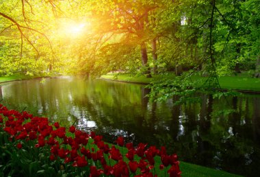 Yeşil çimenler, ağaçlar ve güneş ışığında açan çiçeklerle dolu bahar çiçeği parkı.