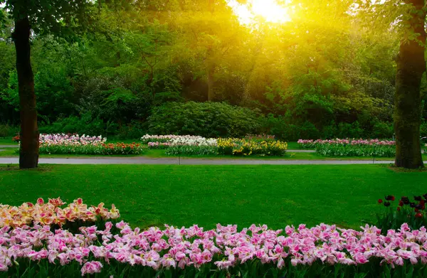 Yeşil çimenler, ağaçlar ve güneş ışığında açan çiçeklerle dolu bahar çiçeği parkı.