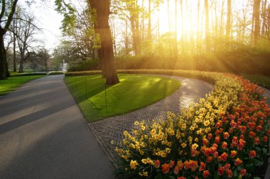 Yeşil çimenler, ağaçlar ve güneş ışığında açan çiçeklerle dolu bahar çiçeği parkı.