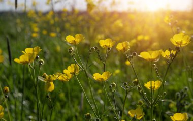 Baharda sarı çiçekler doğada ve güneş ışığı altında