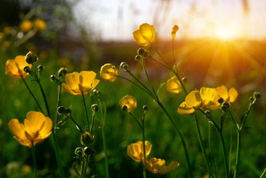 Baharda sarı çiçekler doğada ve güneş ışığı altında