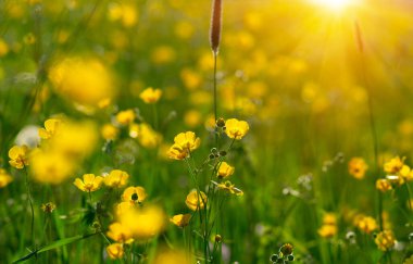 Baharda sarı çiçekler doğada ve güneş ışığı altında