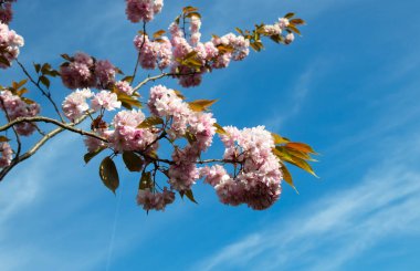 Çiçek açan bahar ağacı açık mavi gökyüzünün arka planında