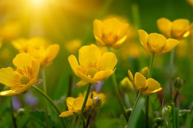 Baharda sarı çiçekler doğada ve güneş ışığı altında