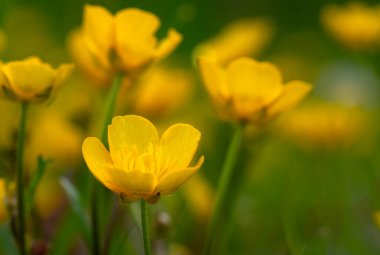 Vahşi sarı çiçek güneş ışığında tarlada.