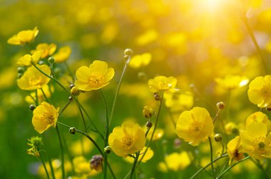 Baharda sarı çiçekler doğada ve güneş ışığı altında