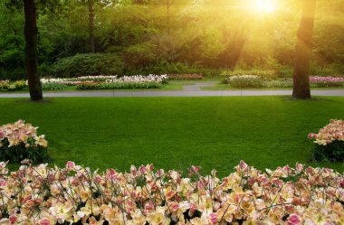 Yeşil çimenler, ağaçlar ve güneş ışığında açan çiçeklerle dolu bahar çiçeği parkı.