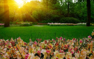 Yeşil çimenler, ağaçlar ve güneş ışığında açan çiçeklerle dolu bahar çiçeği parkı.
