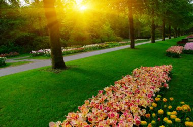 Yeşil çimenler, ağaçlar ve güneş ışığında açan çiçeklerle dolu bahar çiçeği parkı.