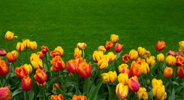 Parkta laleler gün ışığında