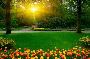 Yeşil çimenler, ağaçlar ve güneş ışığında açan çiçeklerle dolu bahar çiçeği parkı.