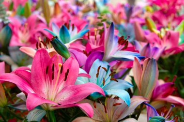 Bulanık çiçek arkaplanda renkli zambaklar