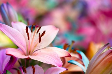 Bulanık çiçek arkaplanda renkli zambaklar