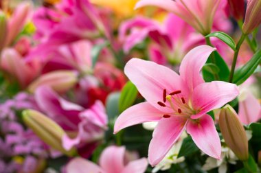 Bulanık çiçek arkaplanda renkli zambaklar