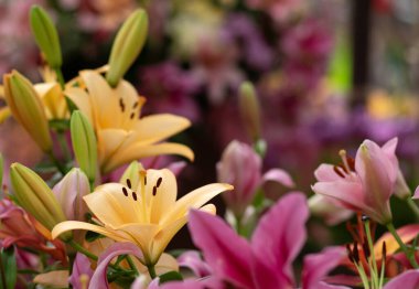 Bulanık çiçek arkaplanda renkli zambaklar