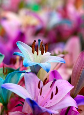 Bulanık çiçek arkaplanda renkli zambaklar