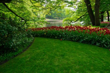 Çiçek açan bahar çiçekleri ve yeşil çimenleri olan bahçe. 