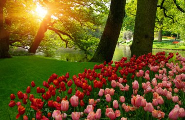 Yeşil çimenler, ağaçlar ve güneş ışığında açan çiçeklerle dolu bahar çiçeği parkı.