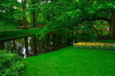 Çiçek açan bahar çiçekleri ve yeşil çimenleri olan bahçe. 