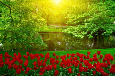 Yeşil çimenler, ağaçlar ve güneş ışığında açan çiçeklerle dolu bahar çiçeği parkı.