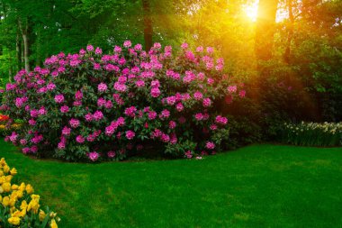 Yeşil çimenler, ağaçlar ve güneş ışığında açan çiçeklerle dolu bahar çiçeği parkı.